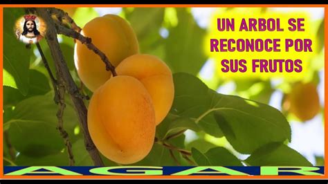 UN ARBOL SE RECONOCE POR SUS FRUTOS MENSAJE DE JESUCRISTO REY A AGAR