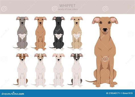 Whippet Clipart. Different Poses, Coat Colors Set Stock Vector - Illustration of graphic, cute ...