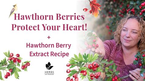 Hawthorn Berry Benefits Hawthorn Fruit Hawthorn Berry Extract Recipe