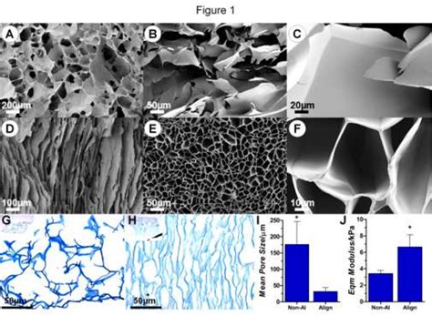 Figure 10 From Anisotropic Shape Memory Alginate Scaffolds