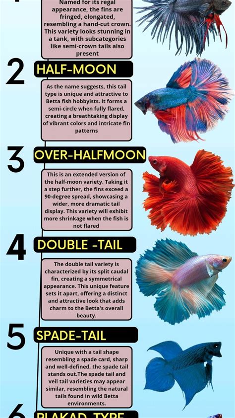 Types of Betta Fish Tails - Betta Fish Tails Variety in 2024 | Betta ...