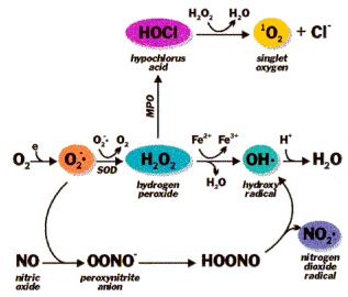 Free Radicals And Oxidative Stress R D Systems