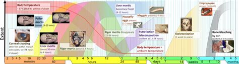 Stages Of Decaying Human Body