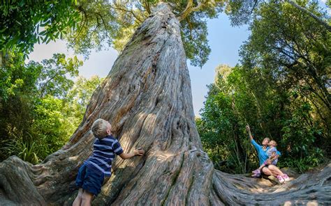 Discover Peel Forest | Geraldine New Zealand