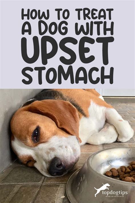 10 Ways To Treat And Prevent Stomach Upset In Dogs In 2024 Dog Upset