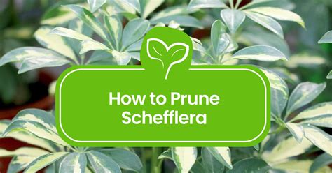 Mastering Schefflera Pruning Your Guide For Lush Foliage Plant