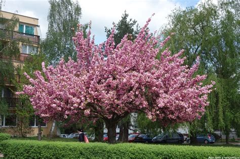 Cuidados Del Prunus Serrulata Kanzan El Cerezo Japon S M S Popular