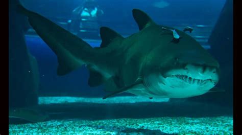 AquaRio Conoce el acuario marino más grande de Sudamérica VAMOS EL