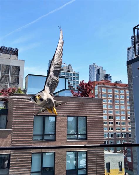 Peregrine Falcon on a BK rooftop : r/nyc