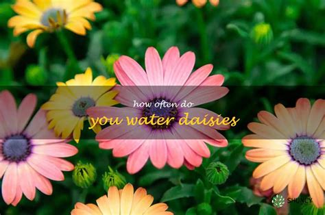 A Step By Step Guide To Caring For Daisies How Often Should You Water