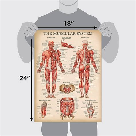 Muscular System Anatomy Poster Clinical Charts And Supplies 59 Off