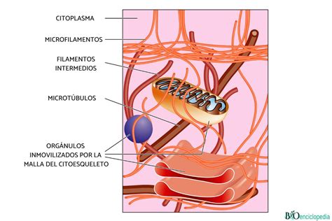 Citoesqueleto qué es función y estructura Resumen