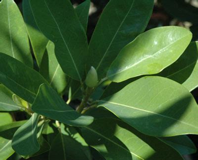 Magnolia Virginana Jim Wilson Piedmont Carolina Nursery