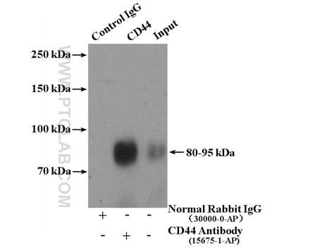 Cd44 Antibody 15675 1 Ap Proteintech 武汉三鹰生物技术有限公司