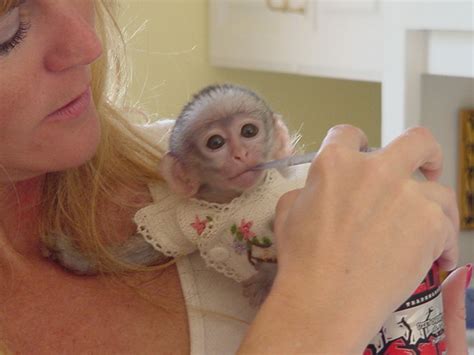 Top Quality Baby Capuchin Monkeys Buyforfarm Free Local Classified Ads