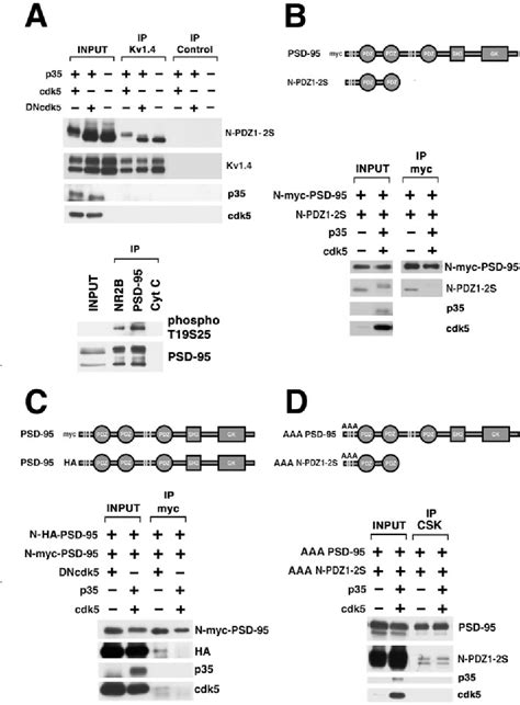 Figure 4 From Cellular Molecular Cyclin Dependent Kinase 5