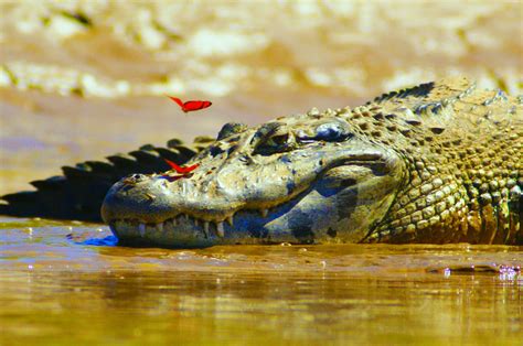 Amazon Rainforest Crocodiles | Photos & Info | Thinkjungle.com