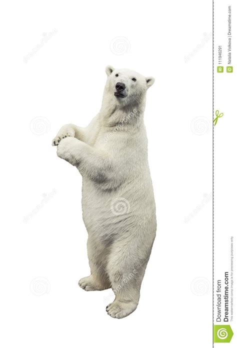 Polar Bear Standing Over White Background