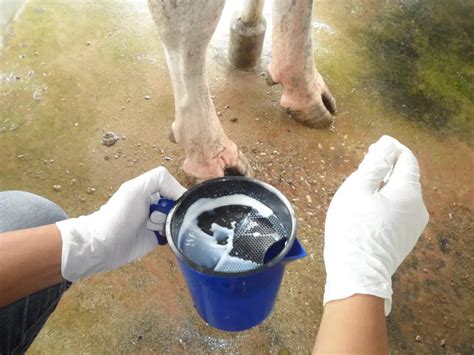 Mastitis In Cows: How It Differs Between Dairy Cows And Beef Cows