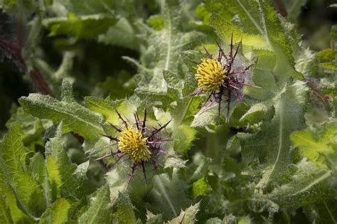 Zalety Tej Ro Liny Od Setek Lat Wykorzystuj Mnisi Pomaga Nie Tylko