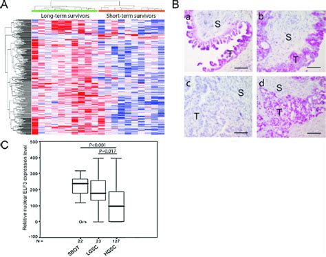 Elf Expression In Ovarian Tumor Tissue Samples A Heat Map Showing