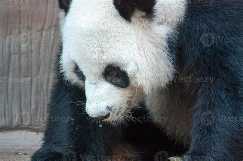 Hungry giant panda bear eating 7199917 Stock Photo at Vecteezy