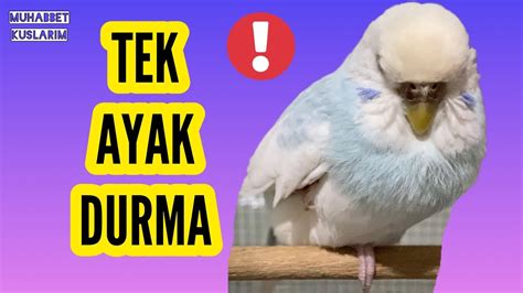 MUHABBET KUŞU NEDEN TEK AYAK ÜZERİNDE DURUR budgie muhabbetkuşu