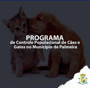 Programa De Esteriliza O De C Es E Gatos Deve Iniciar Em Fevereiro