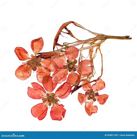 Flor Presionado Y Secado Del Membrillo De Las Flores Foto De Archivo