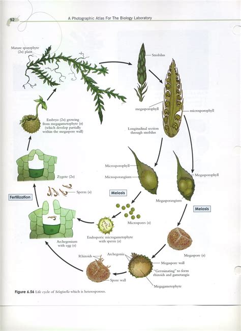 Life Cycle Of Selaginella Which Is Heterosporous Life Cycl Flickr