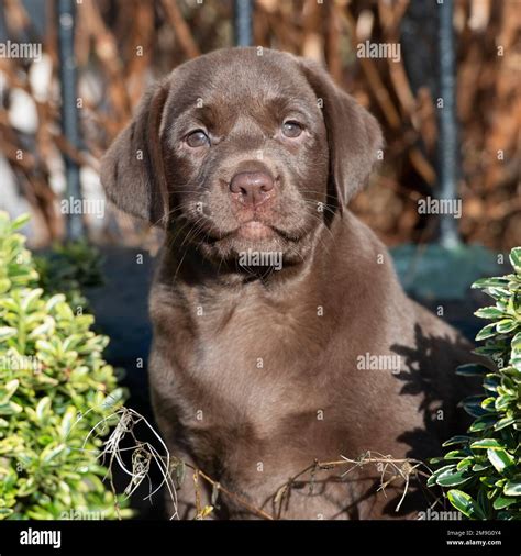 chocolate labrador, puppy Stock Photo - Alamy