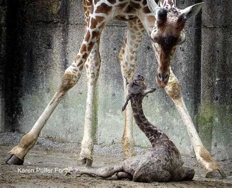 Giraffe Gives Birth On Exhibit — KAREN PULFER FOCHT -Photojournalist