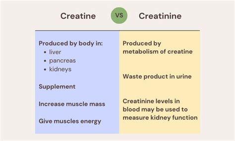 Creatine vs Creatinine - What's the Difference? - The Geriatric Dietitian