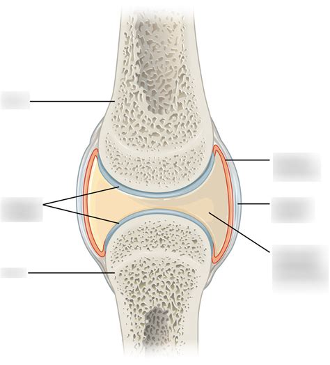 Synovial Joint Label This For Exam 2 Diagram Quizlet