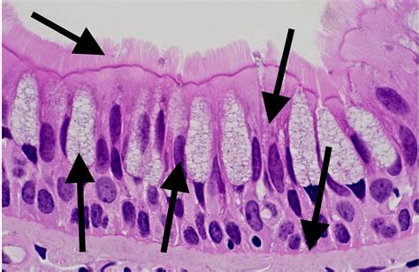 Diagram of Pseudo-stratified Ciliated columnar Epithelium | Quizlet