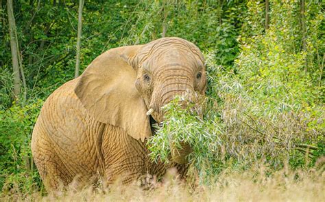 Elephants Vary What They Eat For Dinner Each Night Study Suggests