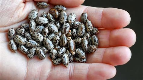 50 Facts About Serotonin - Facts.net