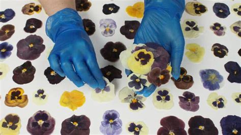 Buy Pressed Edible Flowers Online Nurtured In Norfolk