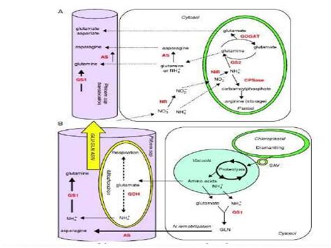 Improving Nitrogen Use Efficiency In Plants Hjpptx Free Download