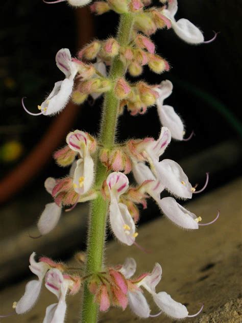 Plectranthus Amboinicus Lamiaceae Image At Phytoimages Siu Edu