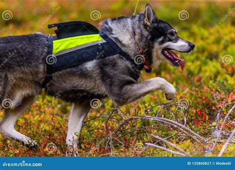 Hunting dog seeking prey stock image. Image of eyes - 125860827