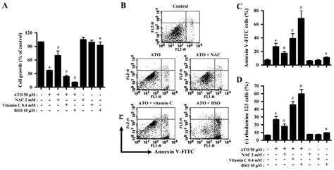 Effects of NAC vitamin C or BSO on cell growth cell and MMP Ψ