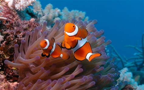 🔥 [50+] Coral Reef Wallpapers Widescreen | WallpaperSafari