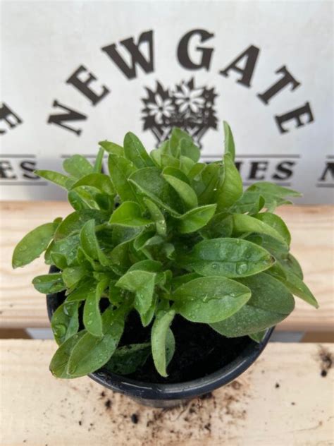 Forget Me Not Mon Amie White Cm Pot Newgate Nurseries