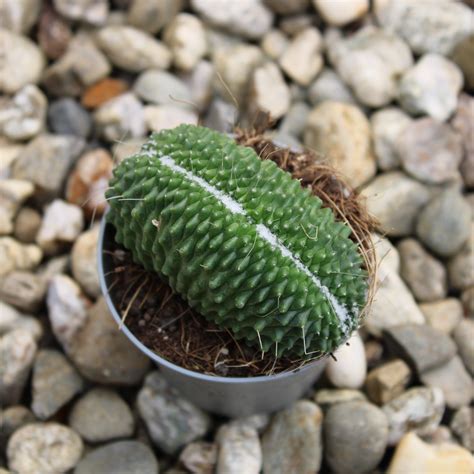 Mammillaria Spinosissima Un Pico Crestata La Boutique Del Verde