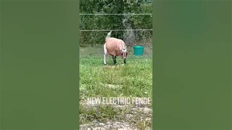 Goat Vs Electric Fence😁 Youtube