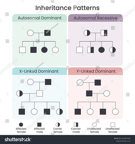 Genetic Inheritance Patterns Scientific Vector Illustration Stock