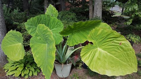 Garden Musings From Memphis Area Master Gardeners Colocasia Gigantea