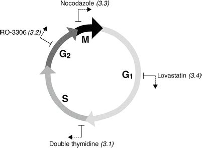 Synchronization Of HeLa Cells SpringerLink