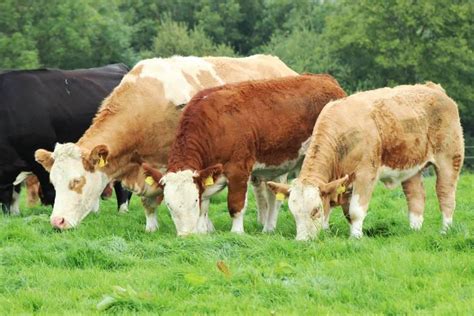 5 Star Cows Deliver On Better Farms Icbf